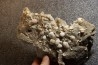 Gypsum crystal with fossils seashell inclusion - Nouakchott, MAURITANIA