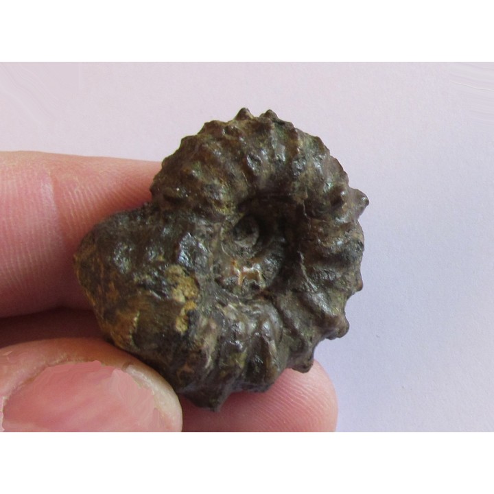 DOUVILLEICERAS MAMILATUM de Canjuers (1)