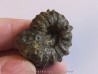 DOUVILLEICERAS MAMILATUM de Canjuers (1)