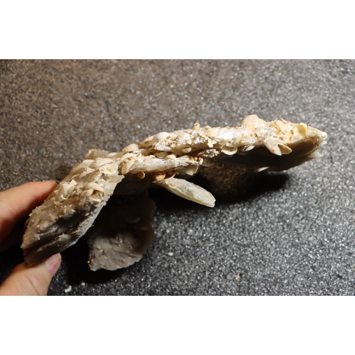 Gypsum crystal  with fossils seashell inclusion - Nouakchott, MAURITANIA