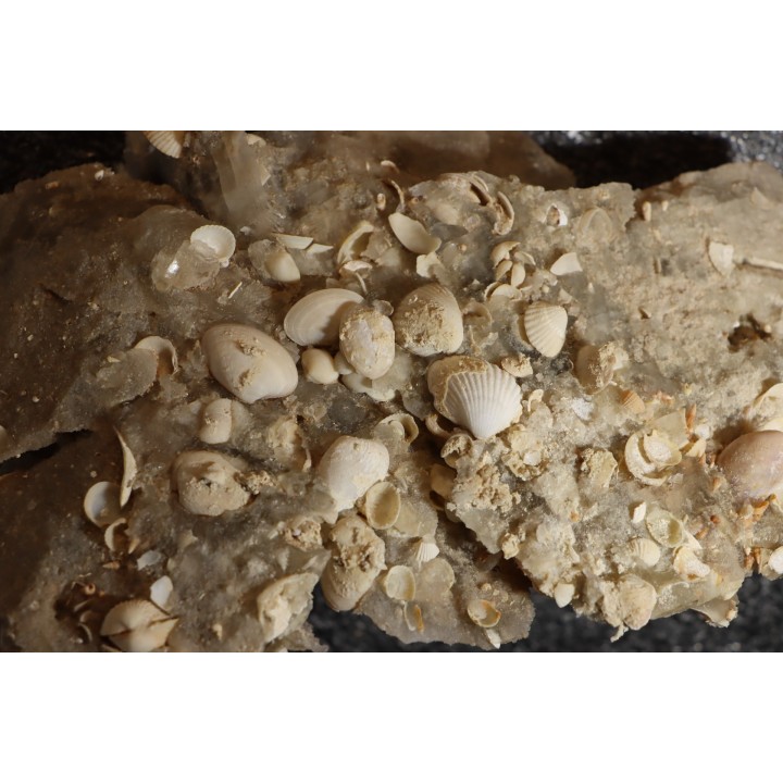 Inclusions de coquilles fossiles dans des cristaux de Gypse - Nouakchott, MAURITANIE