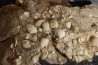 Inclusions de coquilles fossiles dans des cristaux de Gypse - Nouakchott, MAURITANIE