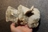 Gypsum crystal with fossils seashell inclusion - Nouakchott, MAURITANIA