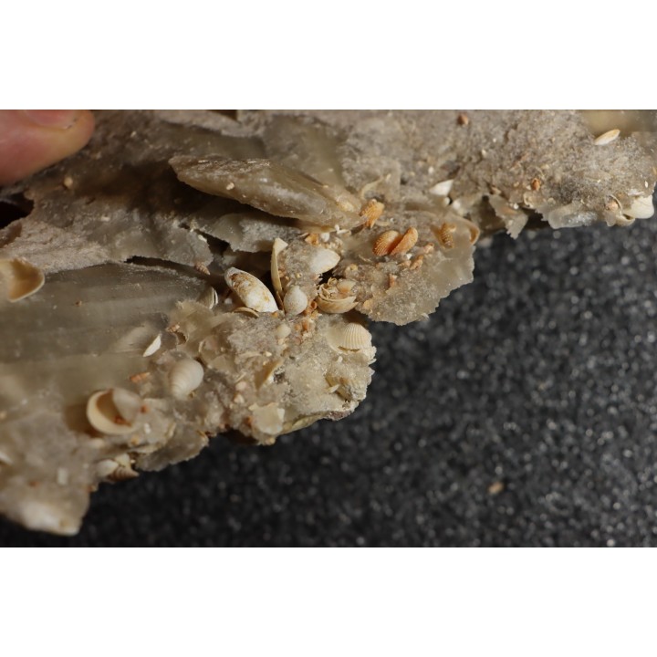 Gypsum crystal  with fossils seashell inclusion - Nouakchott, MAURITANIA