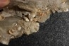 Gypsum crystal with fossils seashell inclusion - Nouakchott, MAURITANIA