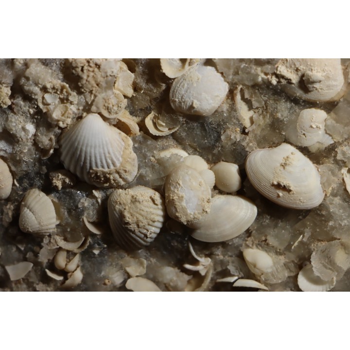 Gypsum crystal  with fossils seashell inclusion - Nouakchott, MAURITANIA