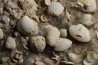 Inclusions de coquilles fossiles dans des cristaux de Gypse - Nouakchott, MAURITANIE
