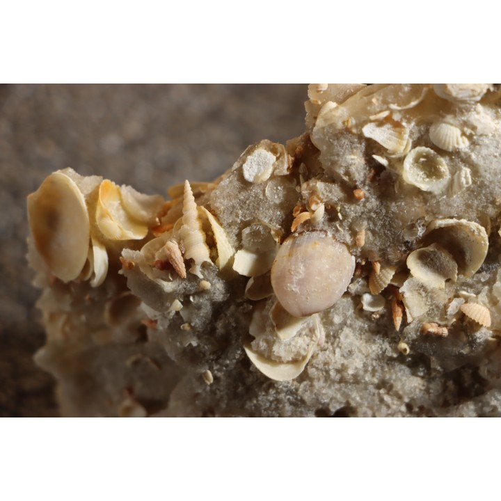 Inclusions de coquilles fossiles dans des cristaux de Gypse - Nouakchott, MAURITANIE