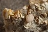 Gypsum crystal with fossils seashell inclusion - Nouakchott, MAURITANIA