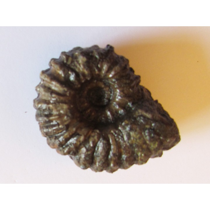 DOUVILLEICERAS MAMMILATUM de Canjuers (3)