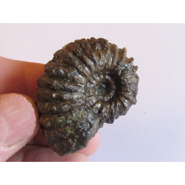 DOUVILLEICERAS MAMMILATUM de Canjuers (3)