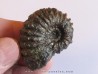 DOUVILLEICERAS MAMMILATUM de Canjuers (3)