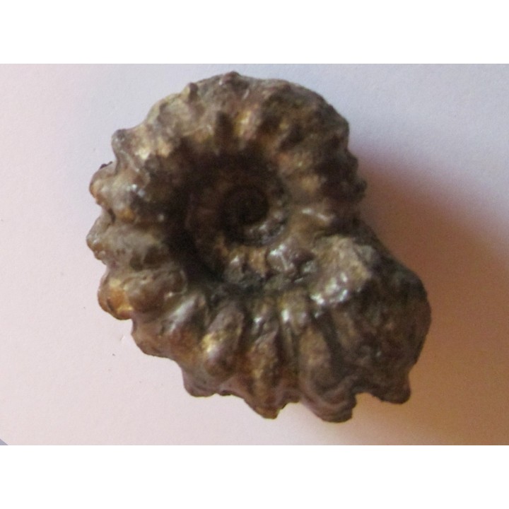 DOUVILLEICERAS MAMMILATUM de Canjuers (4)
