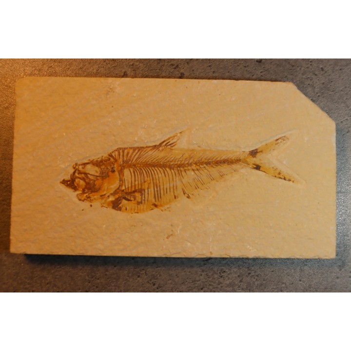 poisson fossile Diplomystus dentatus - WYOMING, USA