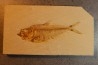 poisson fossile Diplomystus dentatus - WYOMING, USA