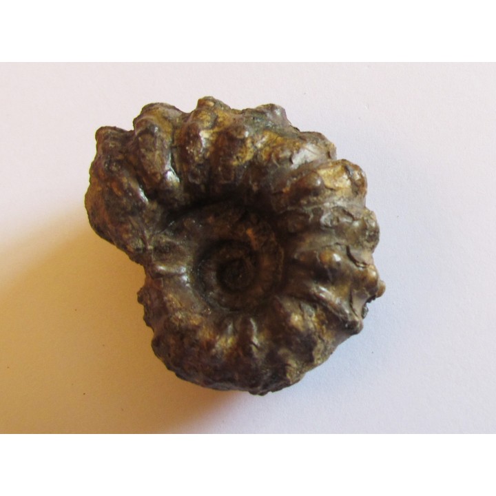 DOUVILLEICERAS MAMMILATUM de Canjuers (4)