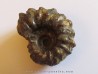 DOUVILLEICERAS MAMMILATUM de Canjuers (4)