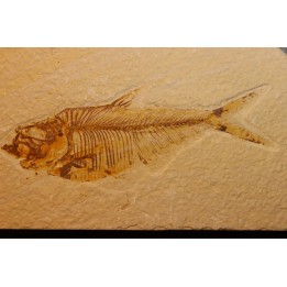 Diplomystus dentatus - Eocène - green river formation - Wyoming - USA