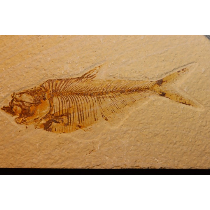 Diplomystus dentatus - Eocène - green river formation - Wyoming - USA