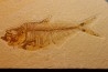 Diplomystus dentatus - Eocène - green river formation - Wyoming - USA