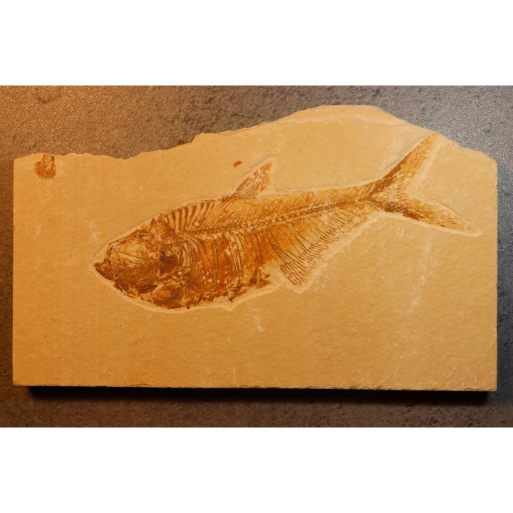 Diplomystus dentatus - Eocène - green river formation - Wyoming - USA