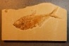poisson fossile Diplomystus dentatus - WYOMING, USA