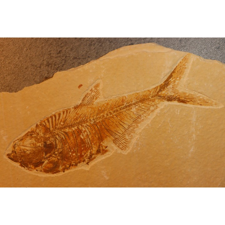 Diplomystus dentatus - Eocène - green river formation - Wyoming - USA
