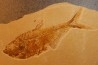 Diplomystus dentatus - Eocène - green river formation - Wyoming - USA