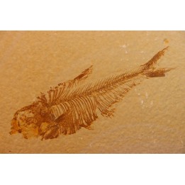 poisson fossile Diplomystus dentatus - WYOMING, USA