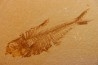 poisson fossile Diplomystus dentatus - WYOMING, USA