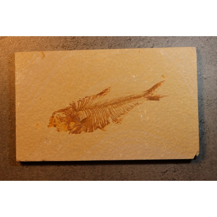 Diplomystus dentatus - Eocène - green river formation - Wyoming - USA