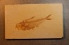 poisson fossile Diplomystus dentatus - WYOMING, USA