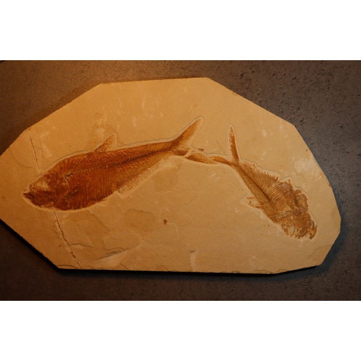 Diplomystus dentatus - Eocène - green river formation - Wyoming - USA