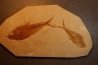 Diplomystus dentatus - Eocène - green river formation - Wyoming - USA