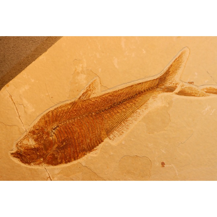 poisson fossile Diplomystus dentatus - WYOMING, USA