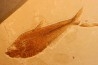 Diplomystus dentatus - Eocène - green river formation - Wyoming - USA