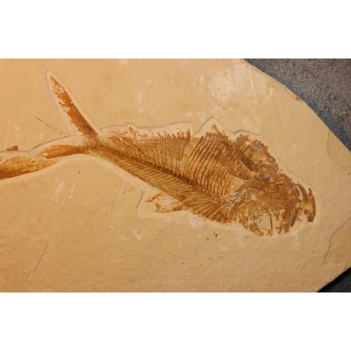 Diplomystus dentatus - Eocène - green river formation - Wyoming - USA