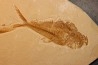 poisson fossile Diplomystus dentatus - WYOMING, USA