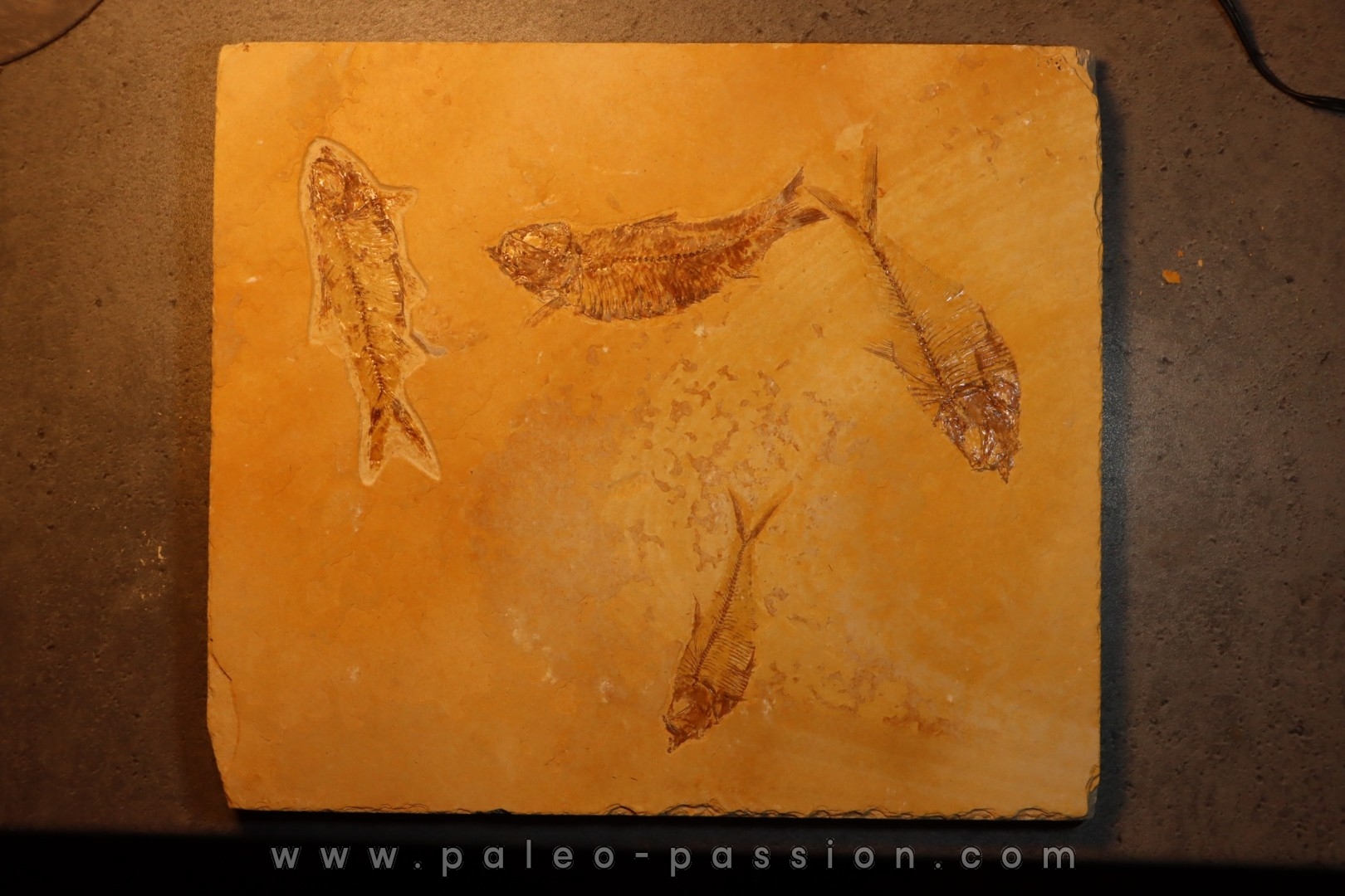 Diplomystus dentatus et KNIGHTIA EOCAENA - Eocène - green river formation - Wyoming - USA