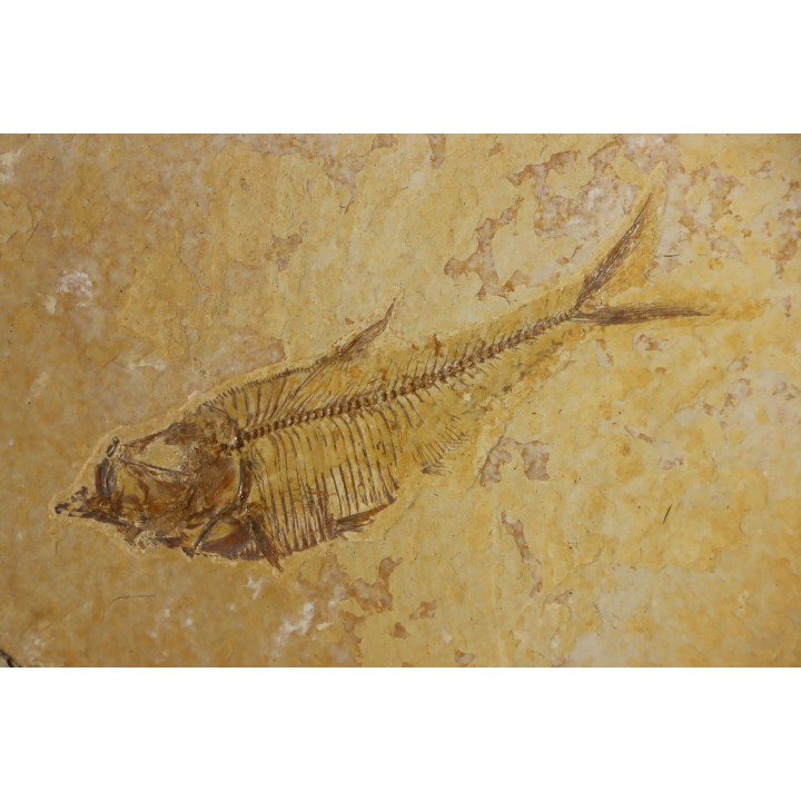 Diplomystus dentatus et KNIGHTIA EOCAENA  - Eocène - green river formation - Wyoming - USA