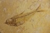 Diplomystus dentatus et KNIGHTIA EOCAENA - Eocène - green river formation - Wyoming - USA