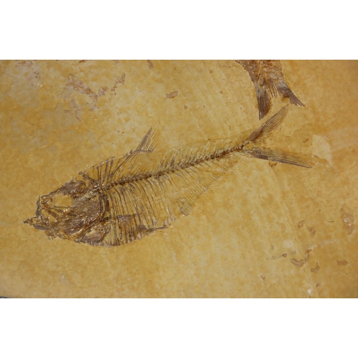 Diplomystus dentatus et KNIGHTIA EOCAENA  - Eocène - green river formation - Wyoming - USA