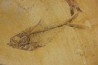 Diplomystus dentatus et KNIGHTIA EOCAENA - Eocène - green river formation - Wyoming - USA
