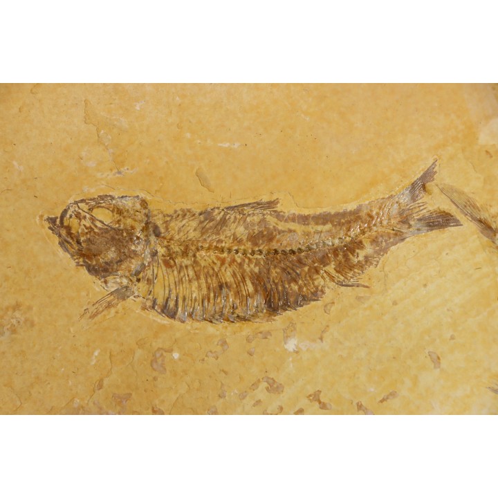 Diplomystus dentatus et KNIGHTIA EOCAENA  - WYOMING, USA