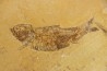 Diplomystus dentatus et KNIGHTIA EOCAENA  - WYOMING, USA