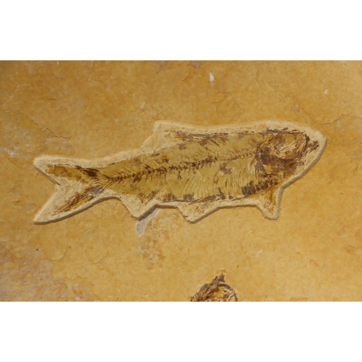 Diplomystus dentatus et KNIGHTIA EOCAENA  - WYOMING, USA