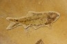 Diplomystus dentatus et KNIGHTIA EOCAENA  - WYOMING, USA