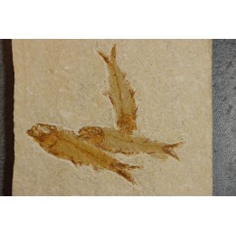 KNIGHTIA EOCAENA