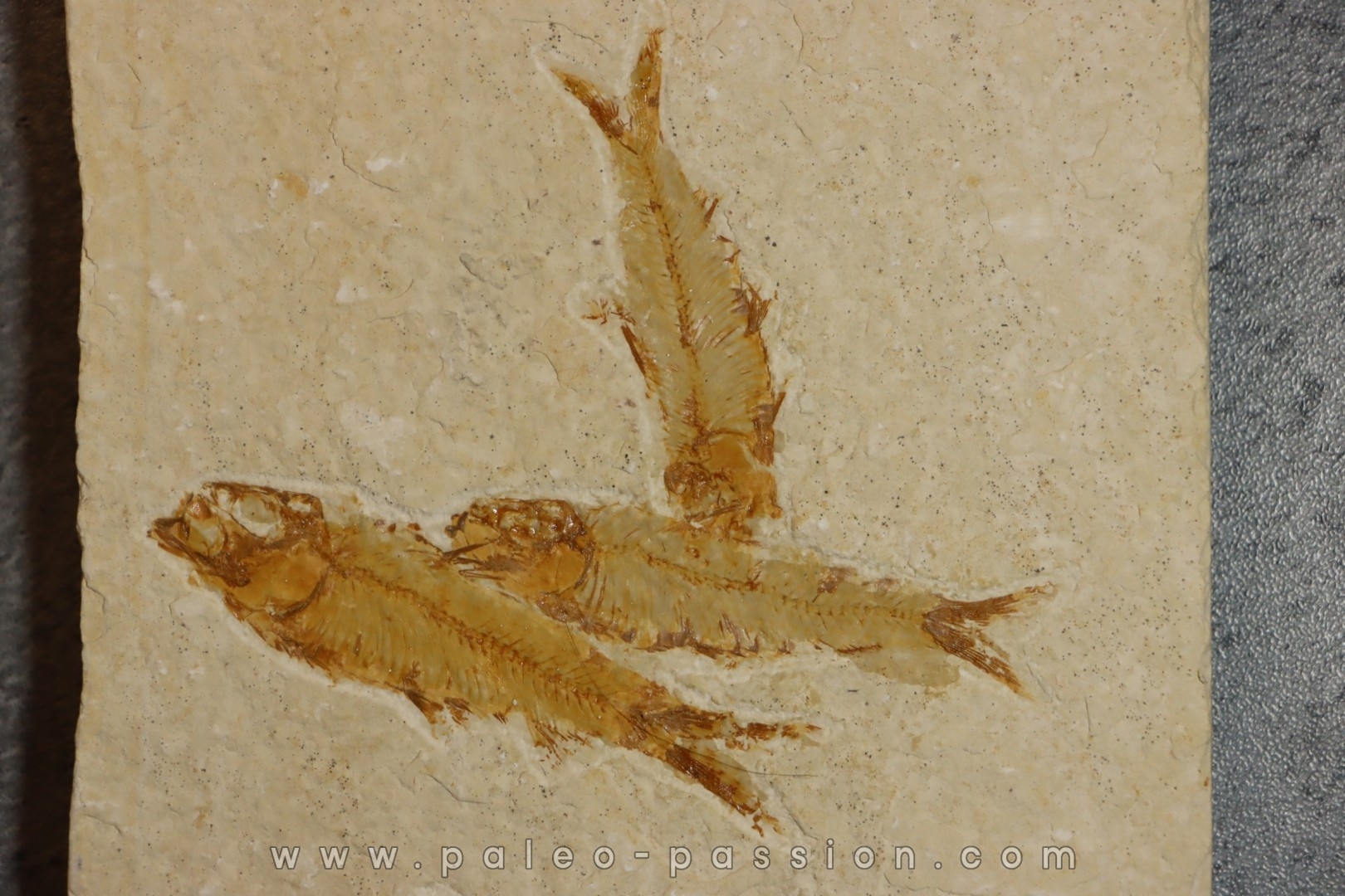 KNIGHTIA EOCAENA