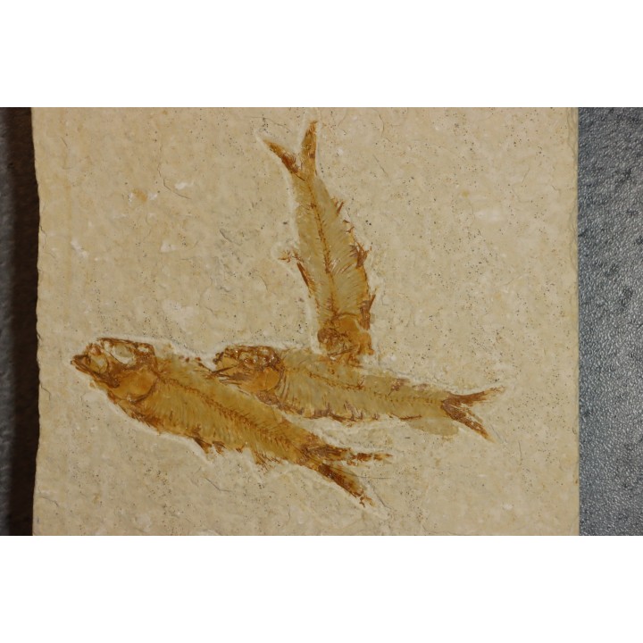 KNIGHTIA EOCAENA